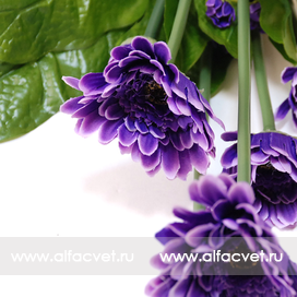 искусственные цветы герберы цвета синий 12