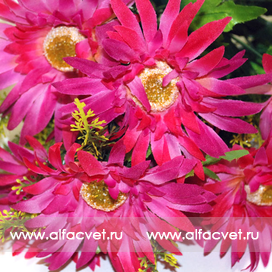 искусственные цветы герберы цвета малиновый 11