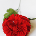 искусственные цветы гвоздика бархатная цвета красный 4