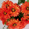 искусственные цветы букет маргариток с добавкой цвета красный 4