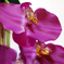 искусственные цветы орхидеи цвета фиолетовый 7